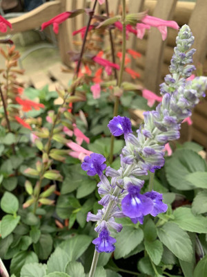 KANAYA Salvia Mix Seed(55 per packet)