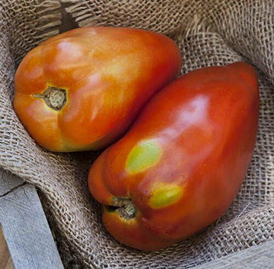 Biosnyg High Germination San Marzano Tomato Seeds for Kitchen Gardening - (2000 Seeds) Seed(2000 per packet)