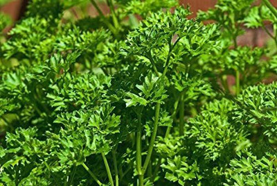 VibeX LXI-56 - Parsley - Triple Curled - (750 Seeds) Seed(750 per packet)