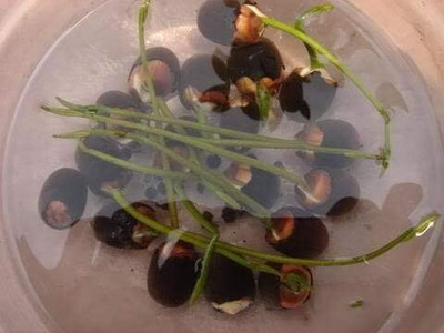 Qualtivate PUA-9A Viable Aquatic Water Lily/Lotus Seeds Seed(25 per packet)