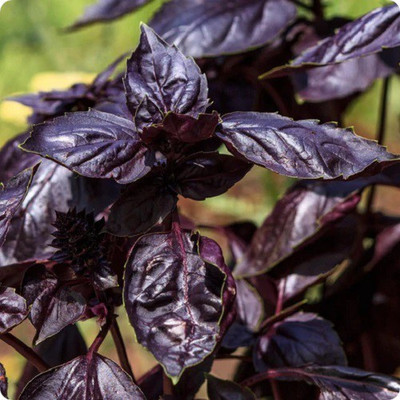 Glance BASIL SEEDS - DARK PURPLE OPAL Seed(120 per packet)