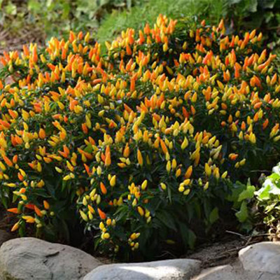 KNESSiN Organic Bright Orange Yellow Pepper Seeds for Home Gardening-(2400 Seeds) Seed(2400 per packet)