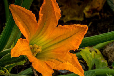 CYBEXIS Cucurbita Maxima Blooms400 Seeds Seed(400 per packet)