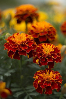 Dasstore MARIGOLD MULTIPLE COLOUR FLOWER SEED (PACK OF 68) Seed(68 per packet)