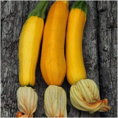 CYBEXIS VXI-2 - Zucchini Golden (Yellow) - (225 Seeds) Seed(225 per packet)