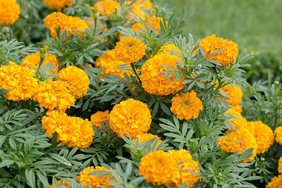 LiveNature marigold,gende ka phool seeds Seed(20 per packet)