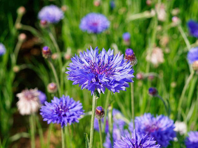 ACCELCROP CORNFLOWER MIXED FLOWER Seed(95 per packet)