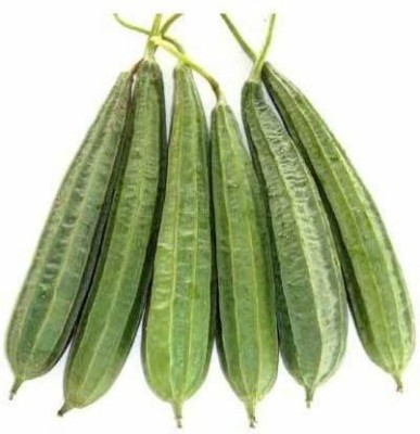 KANAYA Dhari Tori (Ridge Gourd) Hybrid Vegetable Seed(38 per packet)