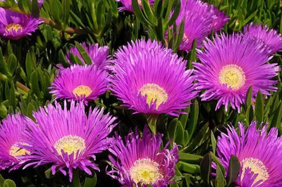 Aro Mesembryanthemum Seed(120 per packet)