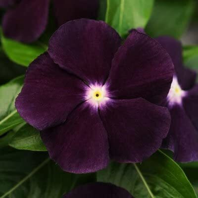 CRGO VINCA , SADABAHAR Seed(45 per packet)