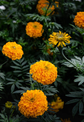 ALPINE HYBRID SEEDS marigold/gende ka phool flower seeds Seed(50 per packet)