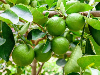 Aywal F1 Hybrid Nimbu (Lemon) Seed(38 per packet)