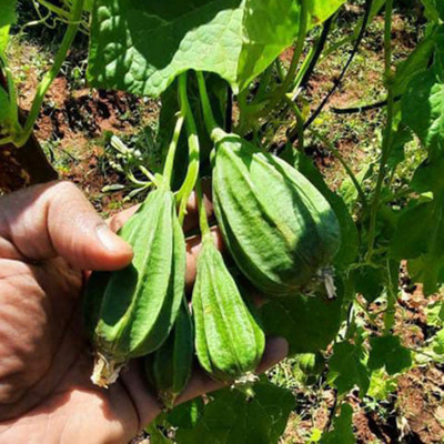 SeeGreen hybrid ridge Gourd Seeds 5 pcs per packet Seed(5 per packet)