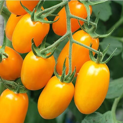 LPR TOMATO SEEDS Seed(30 per packet)