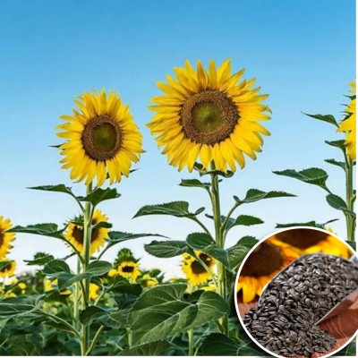 Greenfall Sunflower Russian Giant Seeds (Pack of 20 seeds) - For Home Gardening Seed(20 per packet)