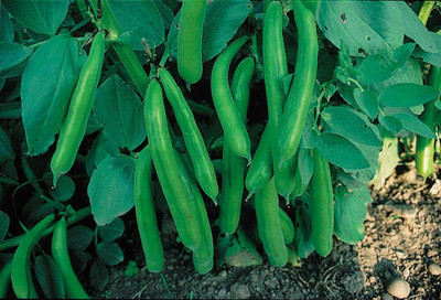 Quentova BROAD BEAN WITKIEM-KMT Seed(100 per packet)