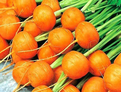 CYBEXIS F1 Hybrid Seeds of Paris Market Carrot2000 Seeds Seed(2000 per packet)