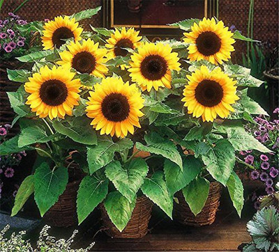 Aywal Sunflower Mix Color Flower Seed(20 per packet)
