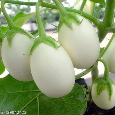 AMAJIT Hybrid Brinjal purple/Black/Begun /Farming|Garden | Bengan | SeedS(50 SEEDS) Seed(50 per packet)
