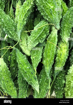 Paudhaa F1 BEST QUALITY BITTER GOURD SEEDS Seed(31 per packet)