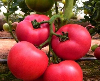 CYBEXIS Seeds of Vegetable Pink Tomato Adonis (Solanum Lycopersicon)1000 Seeds Seed(1000 per packet)