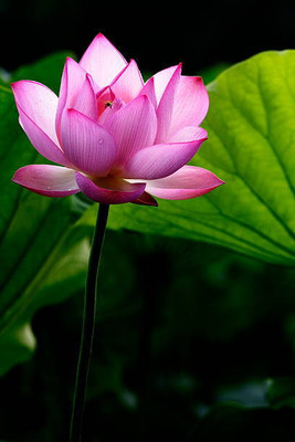 bheeshma lotus,kamal gatta Seed(14 per packet)