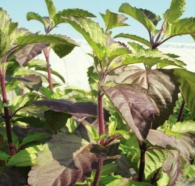 CYBEXIS XLL-86 - Thai Red Holy Basil - (4500 Seeds) Seed(4500 per packet)