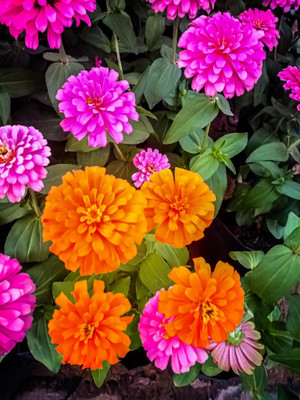 Pbevergreen Zinnia Dahlia Flower Seeds for Gardening Seed(540 per packet)