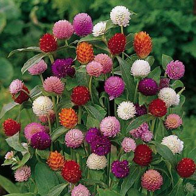XOLDA Gomphrena Seed(25 per packet)