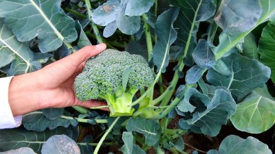 VibeX LX-47 - Broccoli Organic Planting - (1350 Seeds) Seed(1350 per packet)