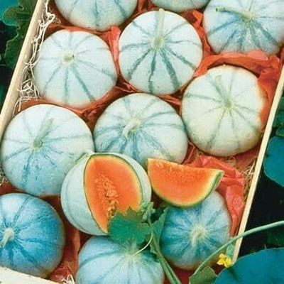 Qualtivate RES-6A Savor Musk Melon | Exotic Seed(200 per packet)