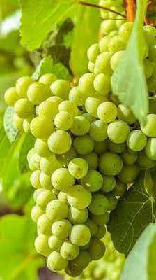 Aywal Hybrid Grabes Seed(105 per packet)