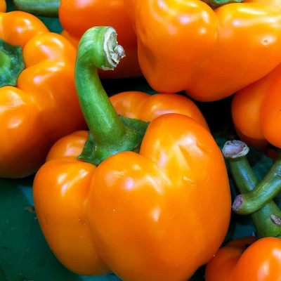 KNESSiN High Germination Eternity Capsicum Seeds for Home Gardening-(200 Seeds) Seed(200 per packet)