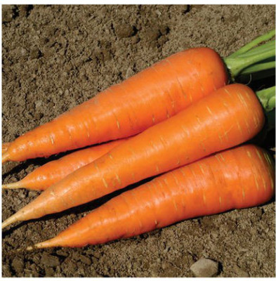 CYBEXIS Nantes Imported Carrot Variety2000 Seeds Seed(2000 per packet)