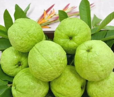 AMAJIT Guava seeds, Amrud ke beej, Payara Seed(43 per packet)