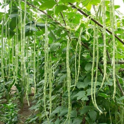 CYBEXIS Slender Green Vegetables Cowpea Seeds 800 Seeds Seed(800 per packet)