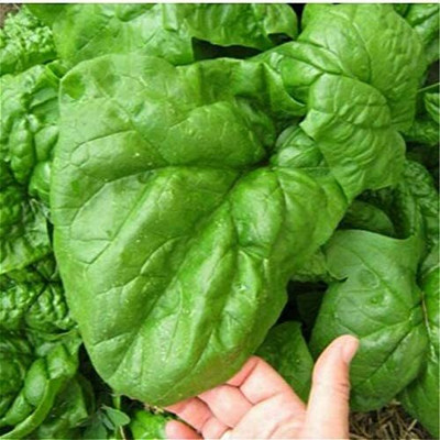 DROXTY SPINACH Seed(500 per packet)