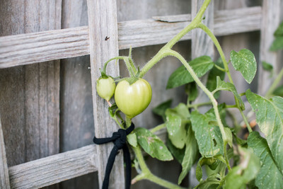 the green dotcom Fresh Tamato Hybrid Eco-friendly Seed(60 per packet)