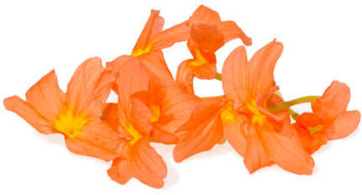 STYOKIYA kanakambaram-firecracker-crossandra Seed(29 per packet)