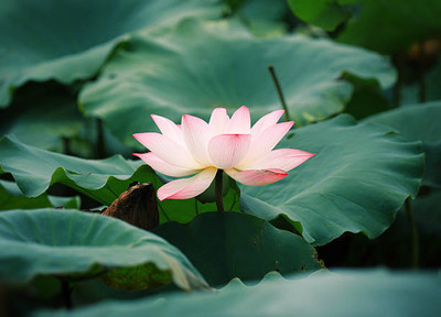 uddeepar retail lotus,kamal gatta Seed(11 per packet)