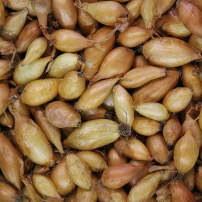 KNESSiN Open-Pollinated Sweet Candy Onion Vegetable Seeds For Planting-(1200 Seeds) Seed(1200 per packet)