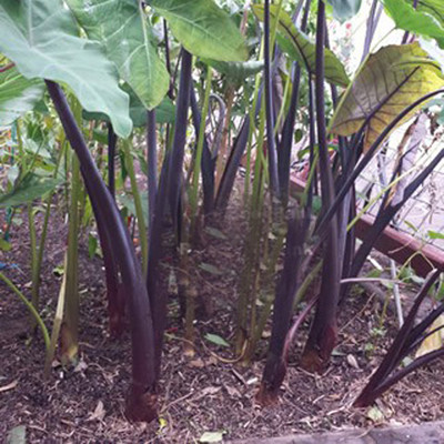 SREE Taro Root,Kachu Seed(5 per packet)