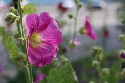 Aywal Hollyhock F1 Dwarf Flower Seeds For Kitchen Gardening Seed(70 per packet)