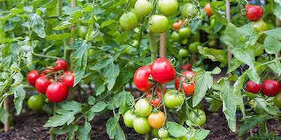 SHINU EVERGREEN Tomato seeds Seed(40 per packet)