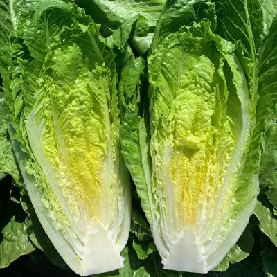 BDSresolve lettuce leaves Seed(53 per packet)