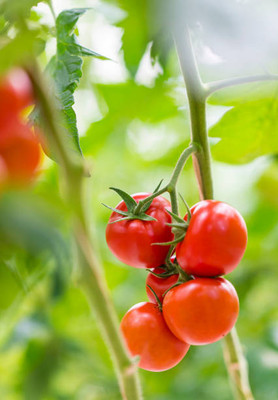 SOWCAN tomato Seed(25 per packet)