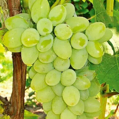 Quentova Extra Sweet green grapes-VXL-2I Seed(50 per packet)