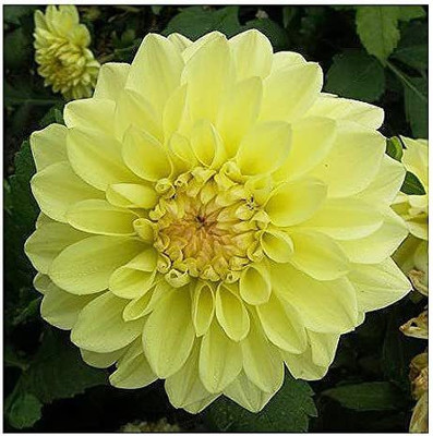 CYBEXIS Yellow GoGo Dahlia Seeds Seed(50 per packet)