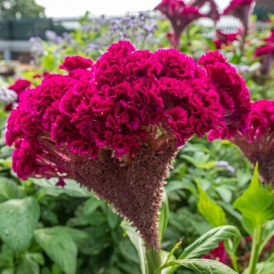 UGRA Cockscomb Seeds (Celosia argentea var Seed(20 per packet)