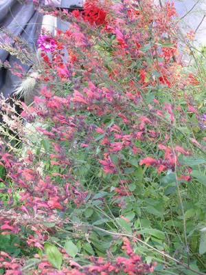 VibeX LXI-39 - Hummingbrid Mint Hyssop - (1350 Seeds) Seed(1350 per packet)
